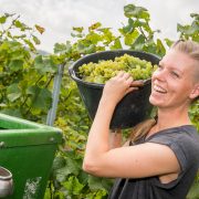 Einladung zur Traubenlese im Weingut Schönhals am 15.09.2018