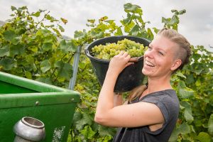 Einladung zur Traubenlese im Weingut Schönhals am 15.9.2018