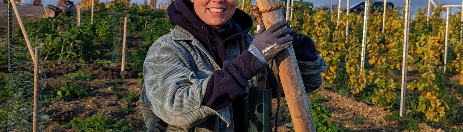 Agroforst im Weinbau