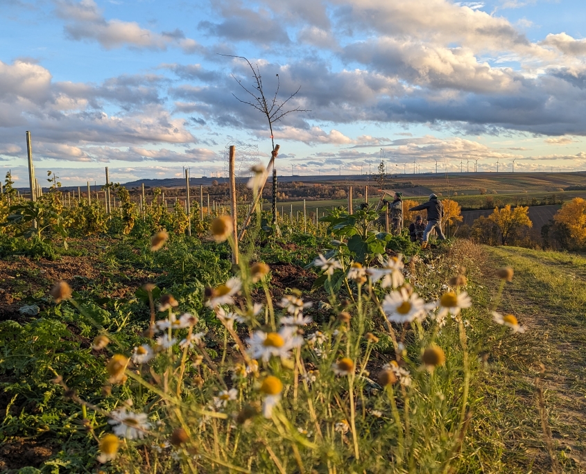 Agroforst Weingut Schönhals